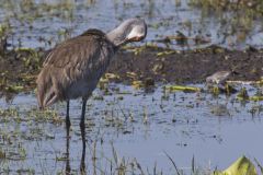 Sandhill Crane, Grus canadensis