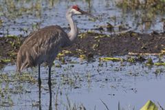 Sandhill Crane, Grus canadensis