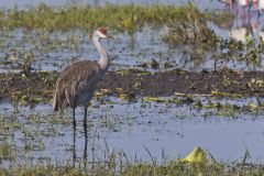 Sandhill Crane, Grus canadensis