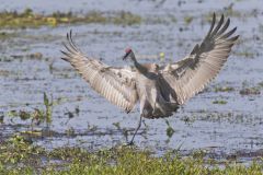 Sandhill Crane, Grus canadensis