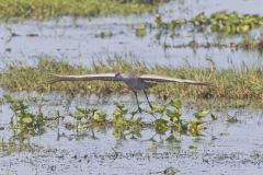 Sandhill Crane, Grus canadensis