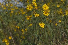 Sawtooth Sunflower, Helianthus grosseserratus