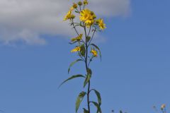 Sawtooth Sunflower, Helianthus grosseserratus