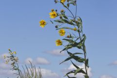Sawtooth Sunflower, Helianthus grosseserratus