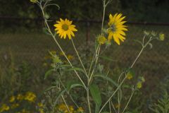 Sawtooth Sunflower, Helianthus grosseserratus