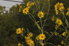 Sawtooth Sunflower, Helianthus grosseserratus