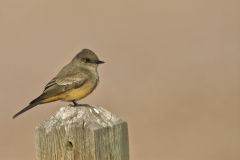 Say's Phoebe, Sayornis saya