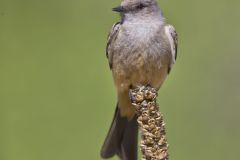 Say's Phoebe, Sayornis saya