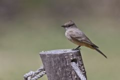 Say's Phoebe, Sayornis saya