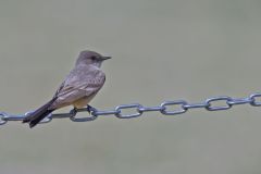 Say's Phoebe, Sayornis saya