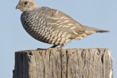 Scaled Quail, Callipepla squamata