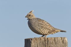 Scaled Quail, Callipepla squamata