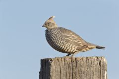 Scaled Quail, Callipepla squamata