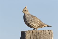 Scaled Quail, Callipepla squamata