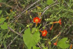 Scarlet Morning Glory, Impomea coccinea