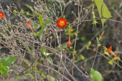 Scarlet Morning Glory, Impomea coccinea