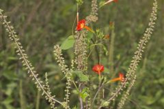 Scarlet Morning Glory, Impomea coccinea