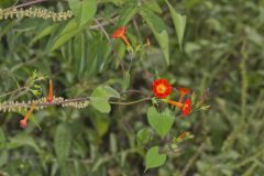 Scarlet Morning Glory, Impomea coccinea