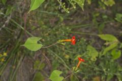 Scarlet Morning Glory, Impomea coccinea