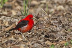 Scarlet Tanager, Piranga olivacea