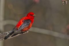 Scarlet Tanager, Piranga olivacea