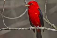 Scarlet Tanager, Piranga olivacea