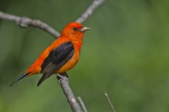 Scarlet Tanager, Piranga olivacea