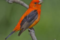 Scarlet Tanager, Piranga olivacea