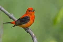 Scarlet Tanager, Piranga olivacea