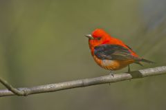 Scarlet Tanager, Piranga olivacea