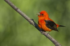 Scarlet Tanager, Piranga olivacea