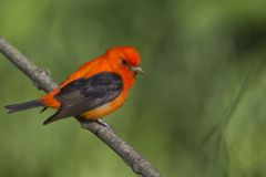 Scarlet Tanager, Piranga olivacea