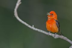 Scarlet Tanager, Piranga olivacea