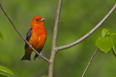 Scarlet Tanager, Piranga olivacea