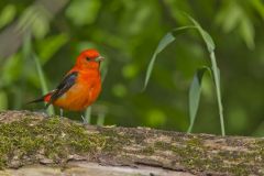 Scarlet Tanager, Piranga olivacea