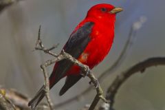 Scarlet Tanager, Piranga olivacea