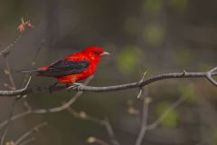 Scarlet Tanager, Piranga olivacea