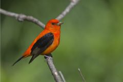 Scarlet Tanager, Piranga olivacea