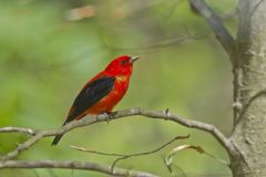 Scarlet Tanager, Piranga olivacea