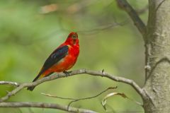 Scarlet Tanager, Piranga olivacea