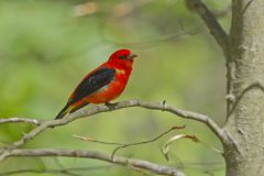 Scarlet Tanager, Piranga olivacea