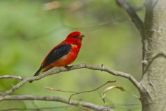 Scarlet Tanager, Piranga olivacea