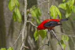 Scarlet Tanager, Piranga olivacea