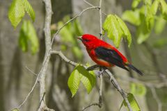 Scarlet Tanager, Piranga olivacea