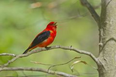 Scarlet Tanager, Piranga olivacea