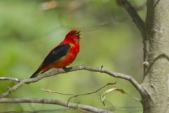 Scarlet Tanager, Piranga olivacea