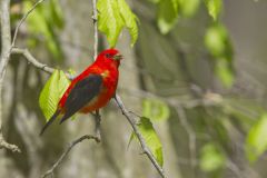 Scarlet Tanager, Piranga olivacea