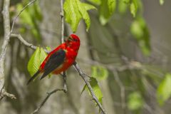 Scarlet Tanager, Piranga olivacea