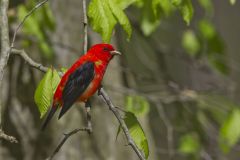 Scarlet Tanager, Piranga olivacea