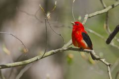 Scarlet Tanager, Piranga olivacea